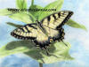 Giant Swallowtail