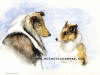 Shelties