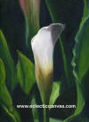 Calla Lily