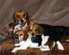 Beagles